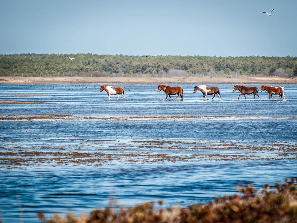 Chincoteague Ponies walking in water