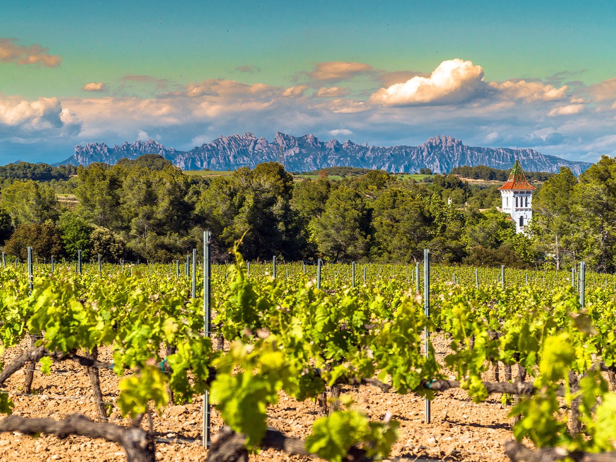 Vineyards at Penedes